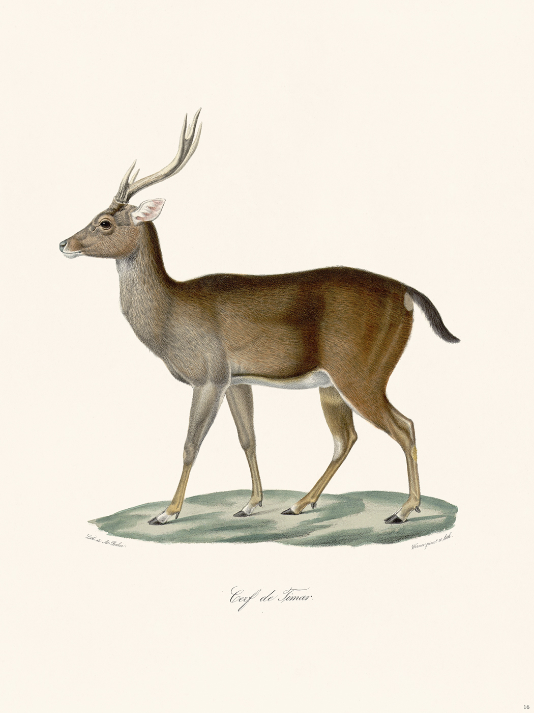 Animals of Cuvier : Nostalgia Fine Art - Antique Prints - Giclee 